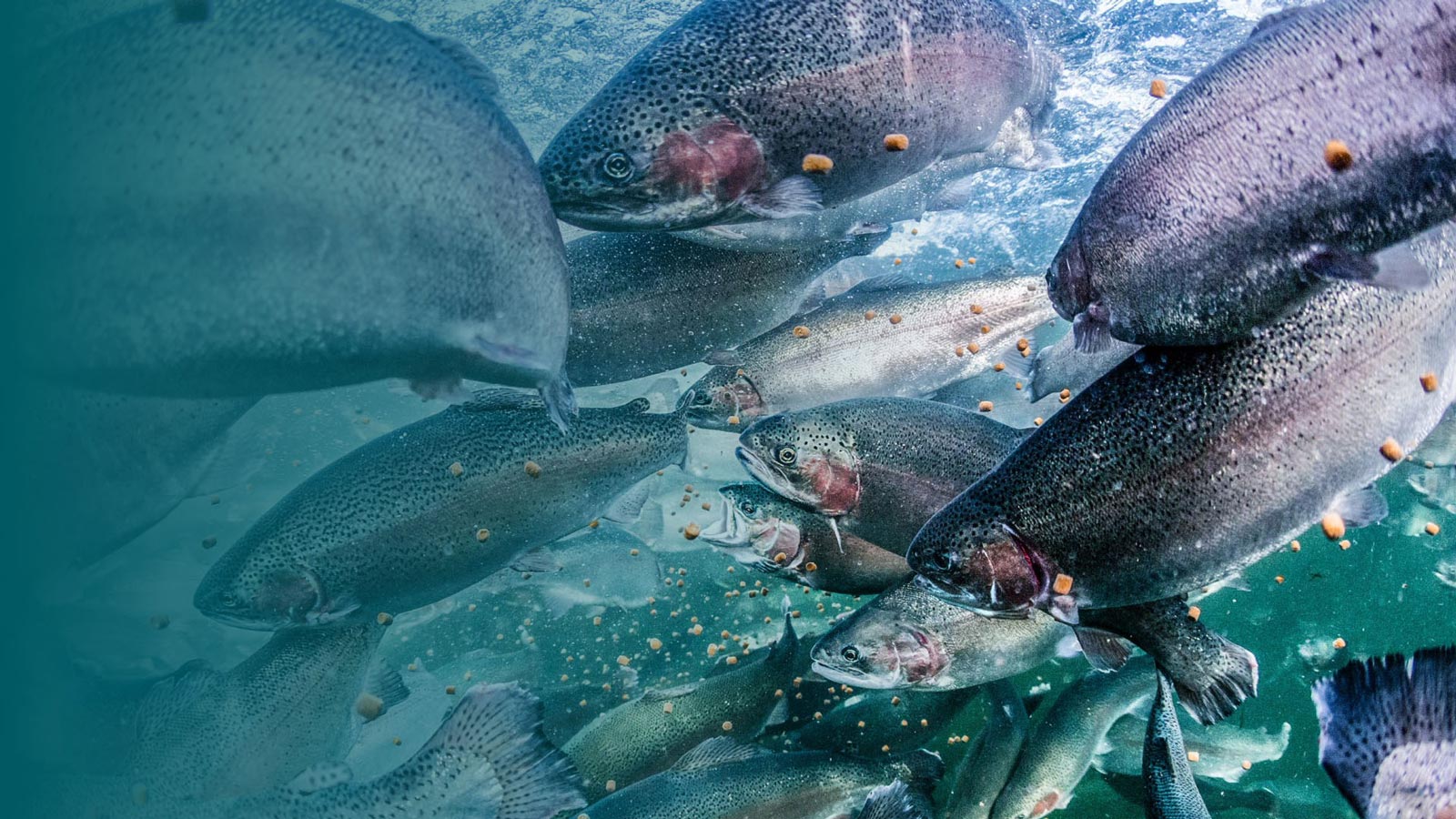 Alltech-Fennoaqua-tiedote Kotimaisen kalanrehutuotannon tulevaisuus turvattiin Alltech Fennoaquan omistajanvaihdoksen myötä. Efima tukee yhtiöitä taloushallinnon muutoksessa.  (Kuva: Alltech Fennoaqua)